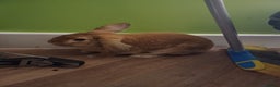 Mixed Breed rabbits for sale: Thumper  - Advert 2