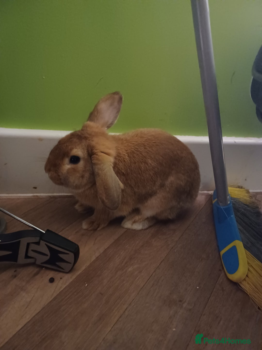 Mixed Breed rabbits for sale: Thumper  - Advert 2
