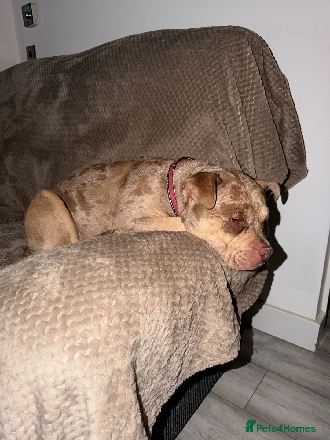 American Bully dogs for sale: American Bully pocket 4 years old. - Advert 7
