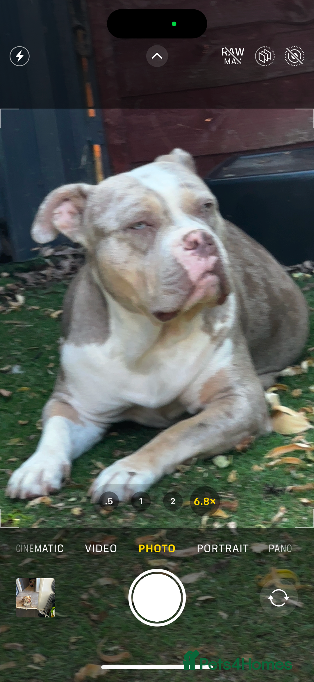 Mixed Breed dogs for sale: STUNNING!!! Staffy Cross Puppies!!! - Image 7