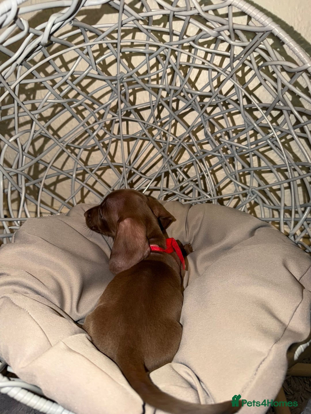 Dachshund dogs for sale: Dachshund Puppies Available 🐾 - Advert 25