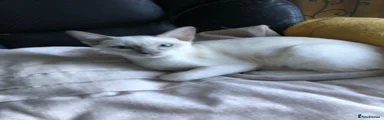 Tonkinese 1