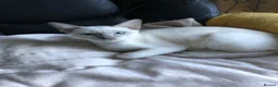 Tonkinese cats for sale: One boy, one girl beautiful Tonkinese kittens - Advert 2