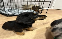Miniature Dachshund dogs for sale: last female Long hair miniature dachshunds 🐾  - Image 4