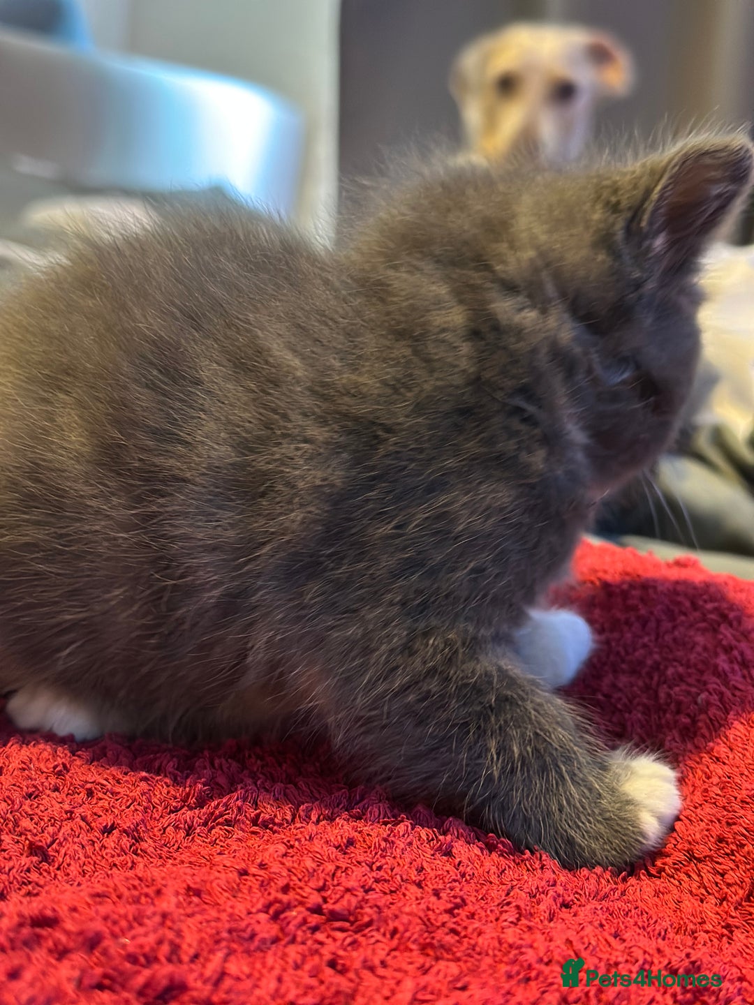 Mixed Breed cats for sale: Beautiful kittens  - Image 12