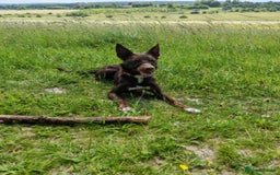 Mixed Breed dogs for sale: Bella  - Image 8
