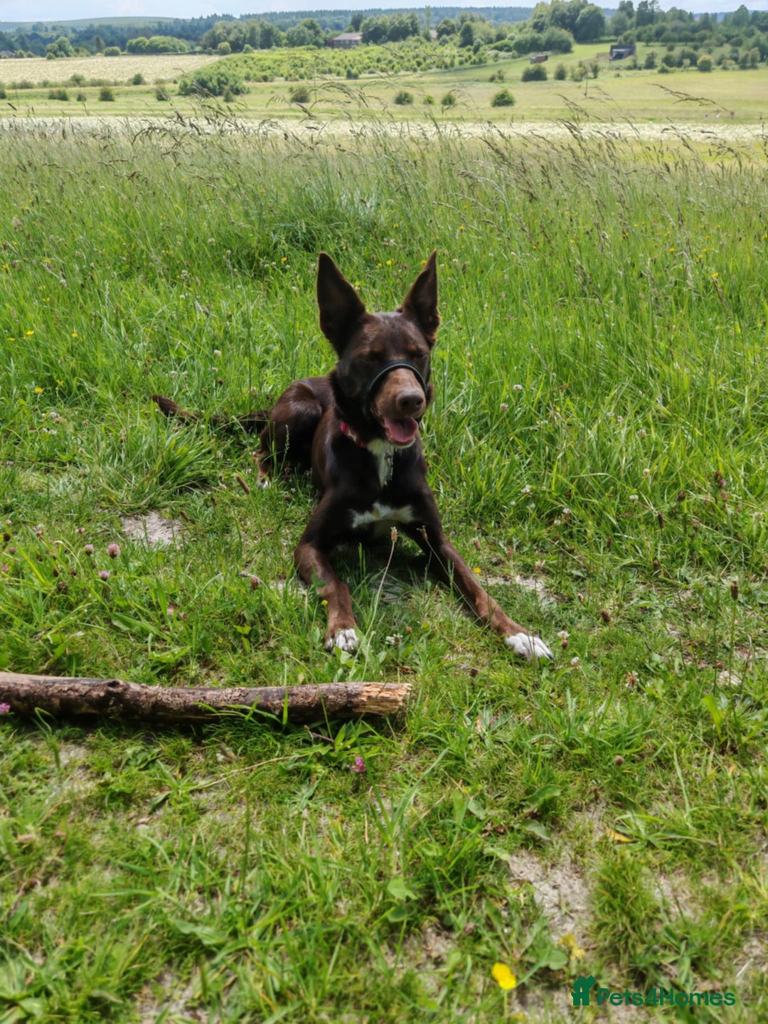 Mixed Breed dogs for sale: Bella  - Image 8