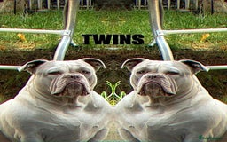 American Bully dogs for sale: Micro pocket bully. - Image 1