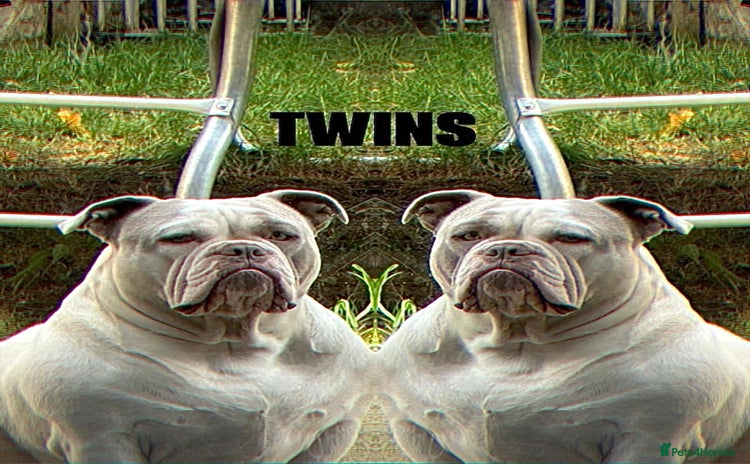 American Bully dogs - Advert 2