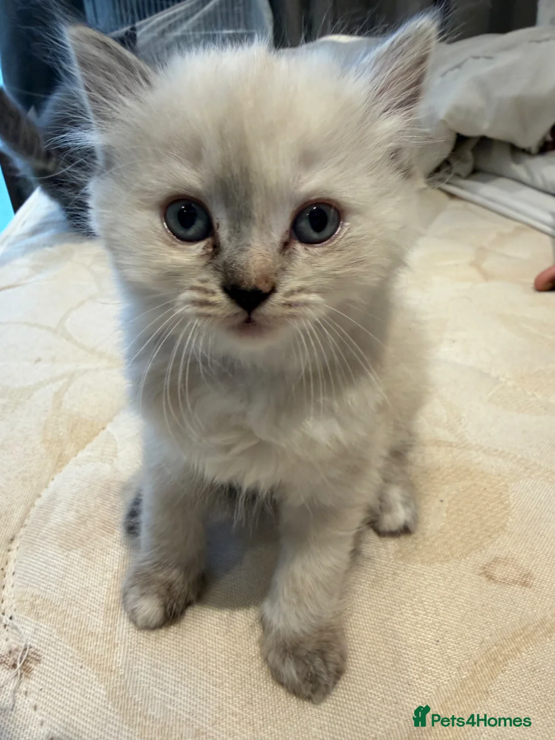 Mixed Breed cats for sale: Himalayan Persian and ragdoll  - Advert 3
