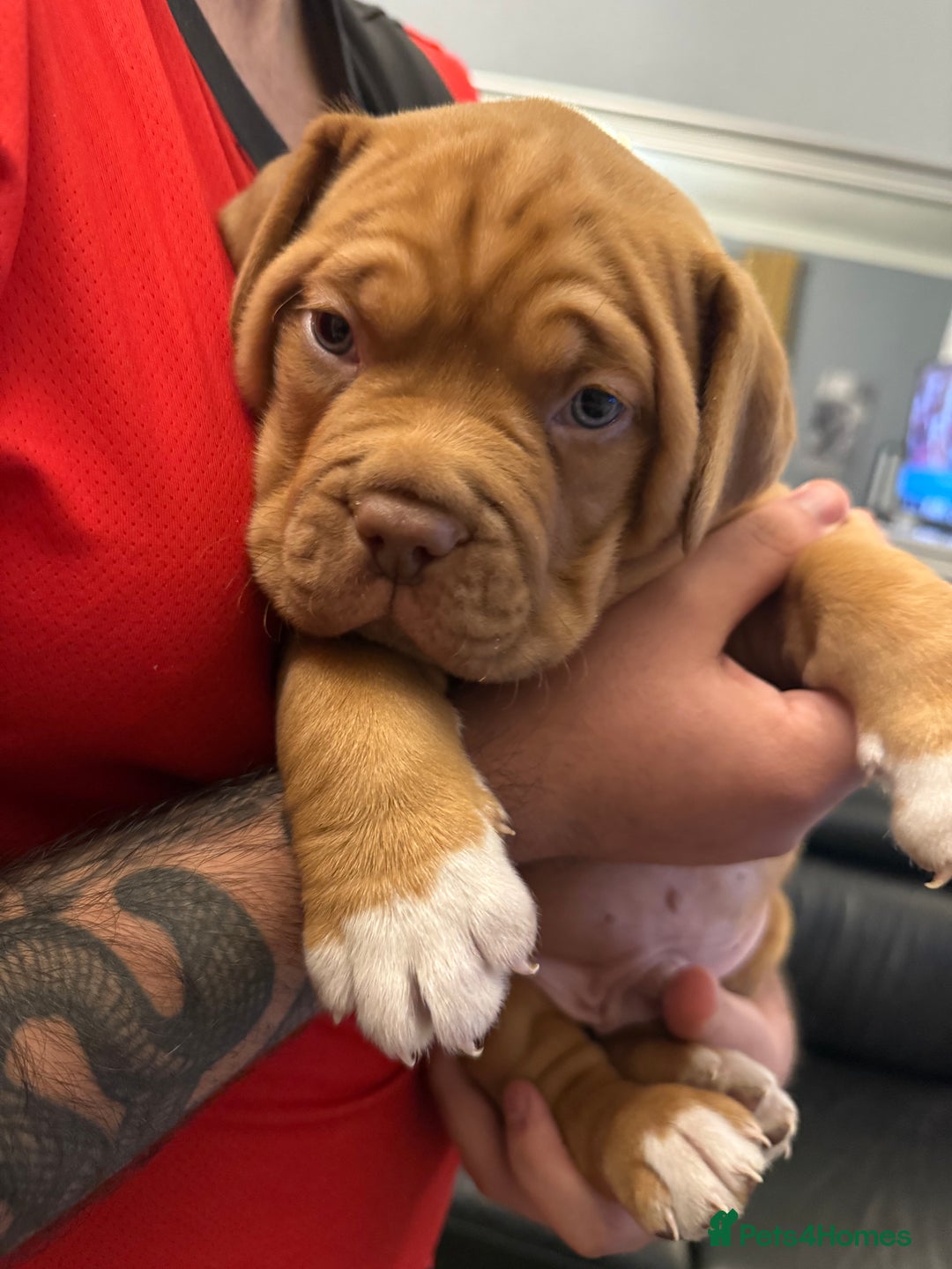 Dogue De Bordeaux dogs for sale: Ready to leave!!! Last boy - Advert 1