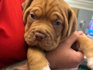 Dogue De Bordeaux dogs Ready to leave!!! Last boy - Advert 1
