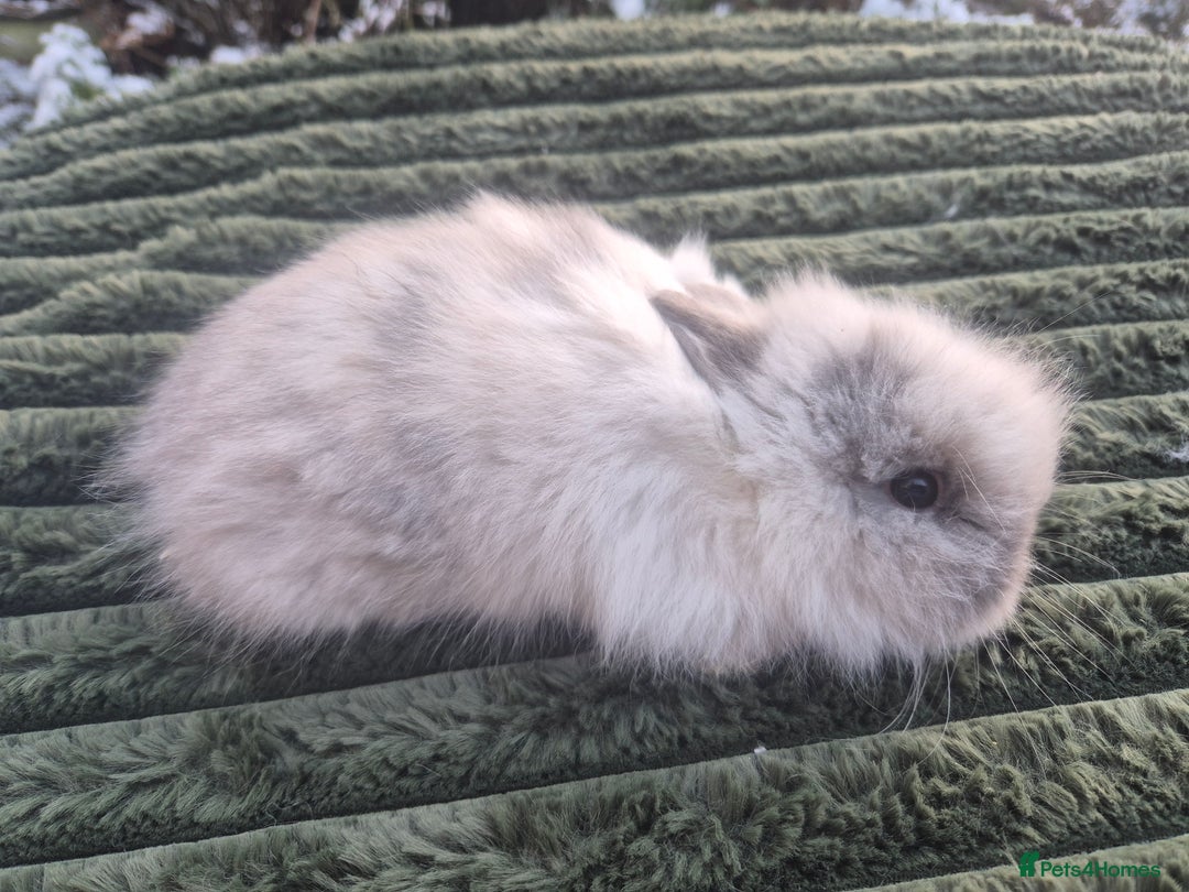 Angora rabbits for sale: 💖💙Ready in 2 weeks- Blue harli teddydwerg💙💖 - Advert 25