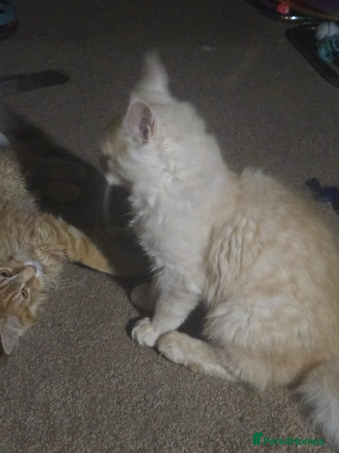 Maine Coon cats for sale: Beautiful Mainecoon kittins to sale - Advert 12