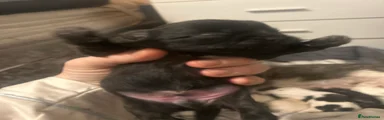 Shih Tzu 4