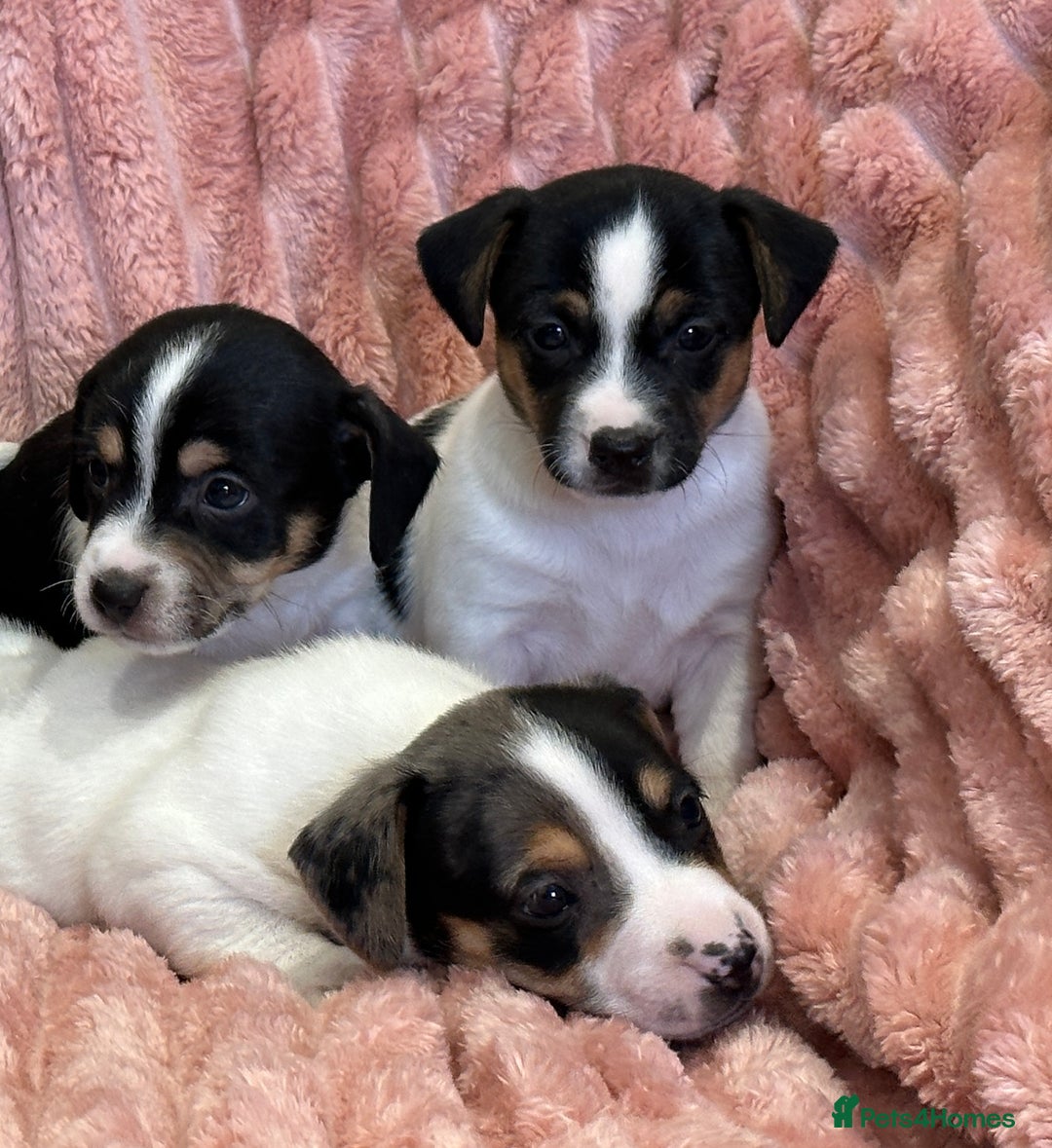 Jack Russell dogs for sale: Quality litter of beautiful Jack Russell puppies  - Image 6