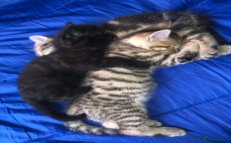 Bombay cats - Advert 2