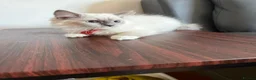 Ragdoll cats for sale: 6 perfect ragdoll kittens - Advert 13