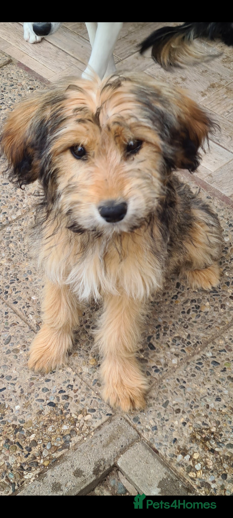 Mixed Breed dogs for adoption: Buttons.  female small breed - Advert 1