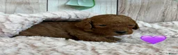 Cockapoo dogs for sale: Gorgeous F1B Miniature Cockapoos  Puppies - Advert 12