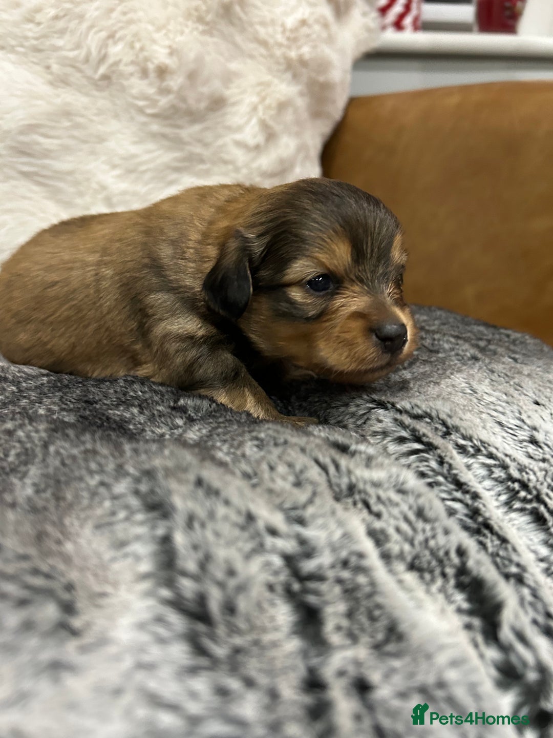 Mixed Breed dogs for sale: Miniature Dauchshund/ Pomeranian puppies for sale - Advert 19