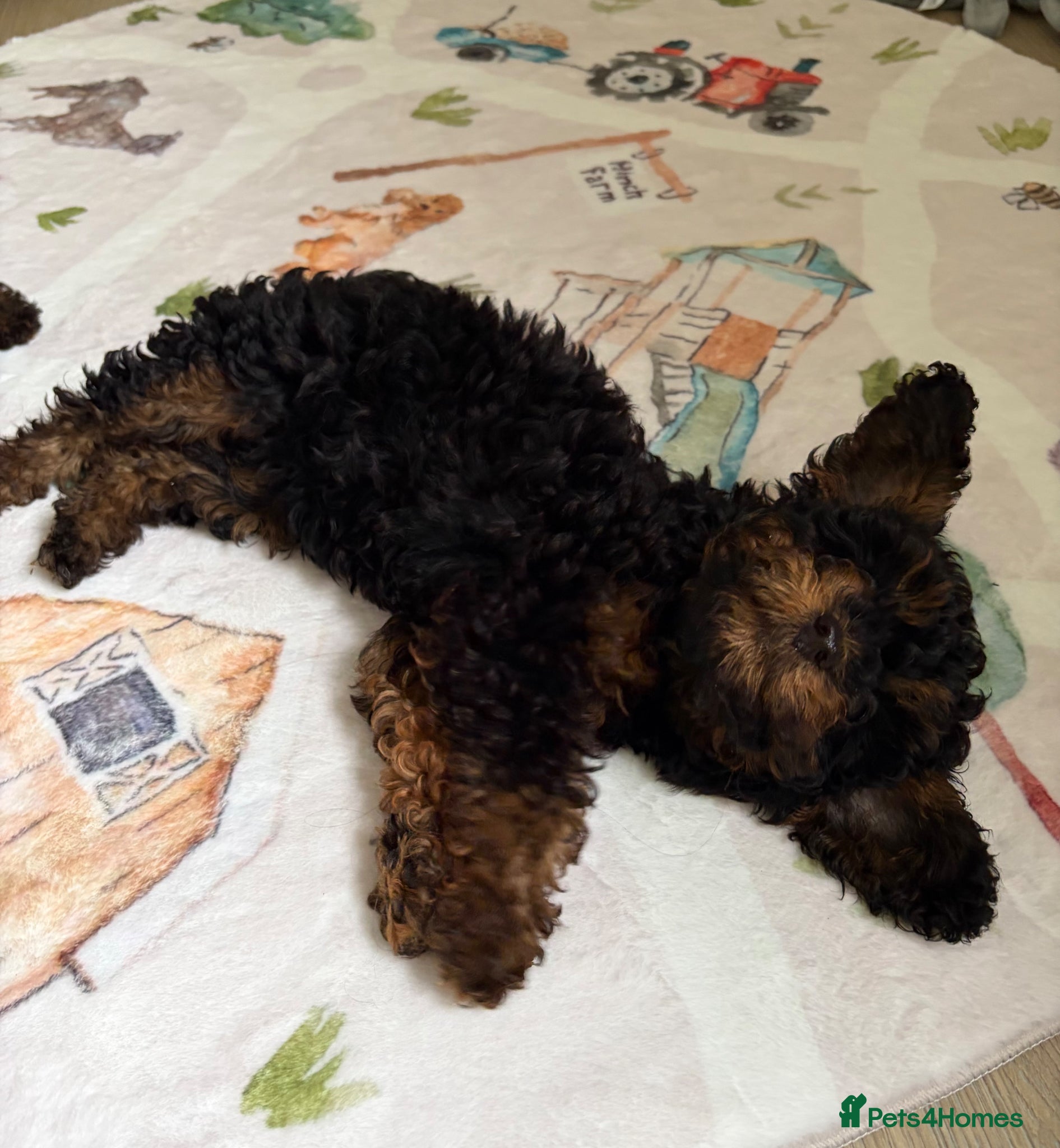 Toy Poodle dogs Health tested phantom Toy Poodle puppies  - Advert 2