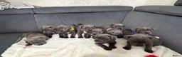 Staffordshire Bull Terrier dogs for sale: Blue Staffordshire bull terriers  - Advert 22