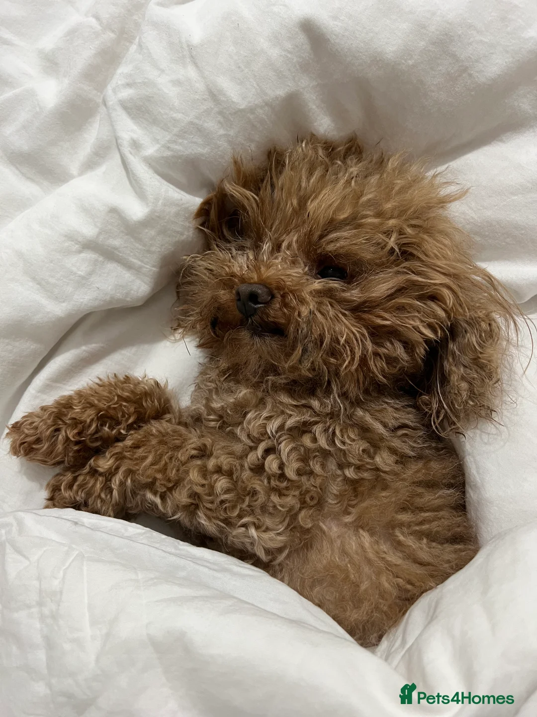 Shihpoo dogs for sale: 5 x female F1b Shihpoo pups - Advert 17