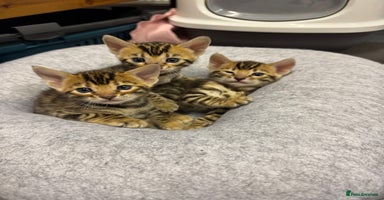 Bengal cats - Advert 15