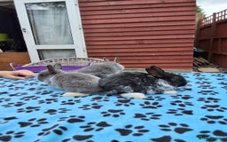 Netherland Dwarf rabbits for sale: 3 Netherland Dwarf bunnies ready 4 forever homes  - Image 23