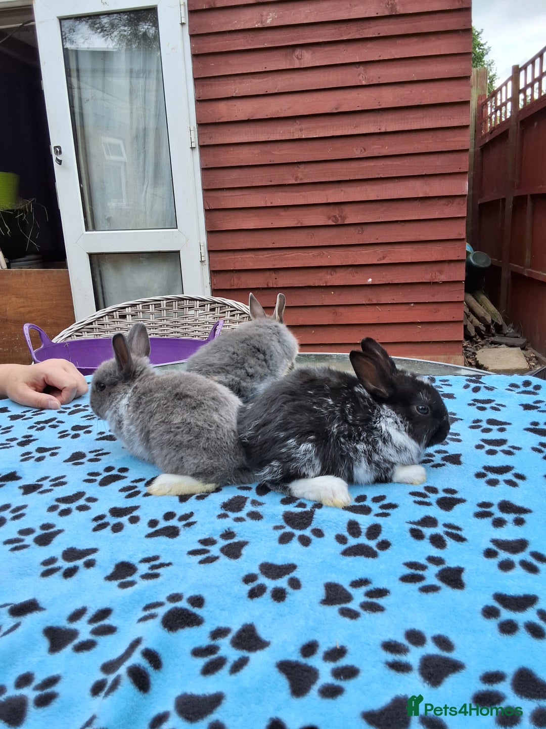 Netherland Dwarf rabbits for sale: 3 Netherland Dwarf bunnies ready 4 forever homes  - Image 23