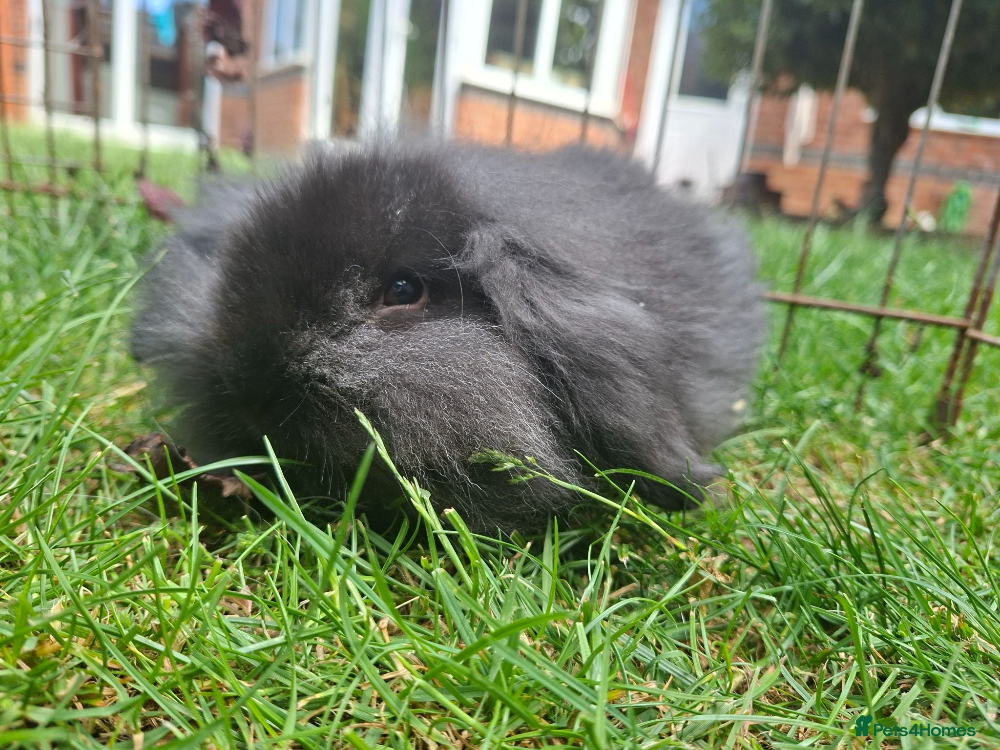 Mini Lion Lop rabbits Beautiful  baby  rabbits   - Advert 2