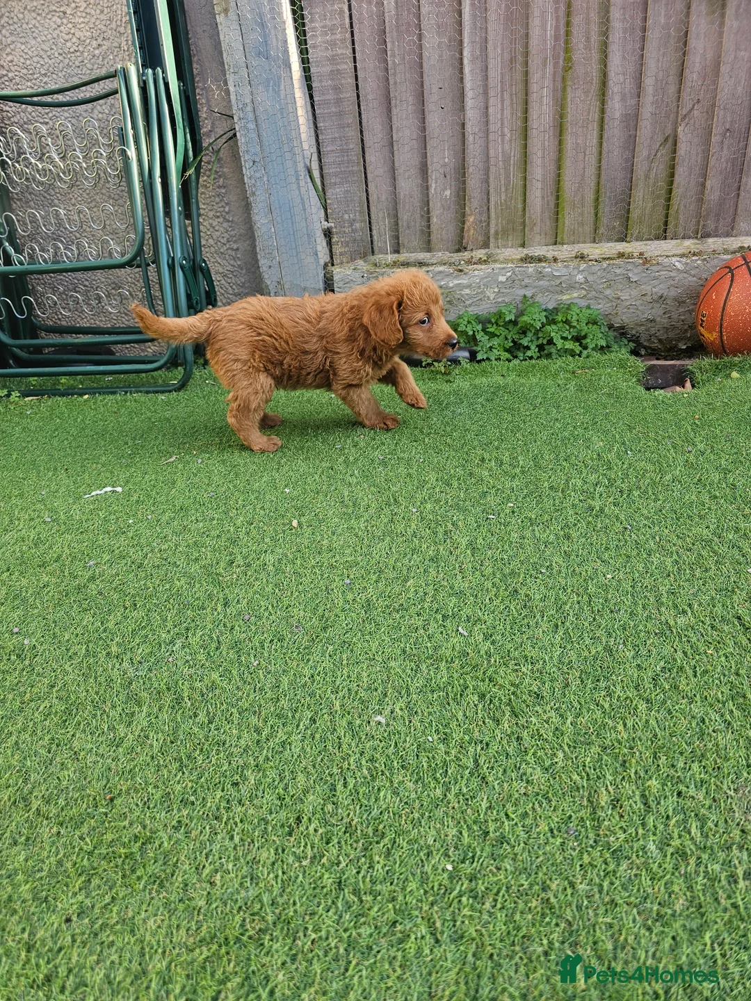 Labradoodle dogs for sale: 4 beautiful labradoodle puppys in Southampton - Advert 25