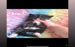 Mixed Breed cats for sale: beautiful kittens for sale(deposit required) - Image 2