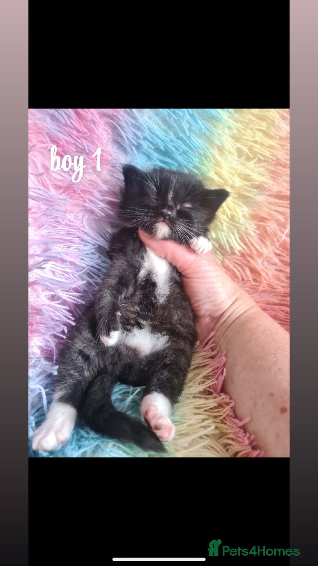 Mixed Breed cats for sale: beautiful kittens for sale(deposit required) - Image 2