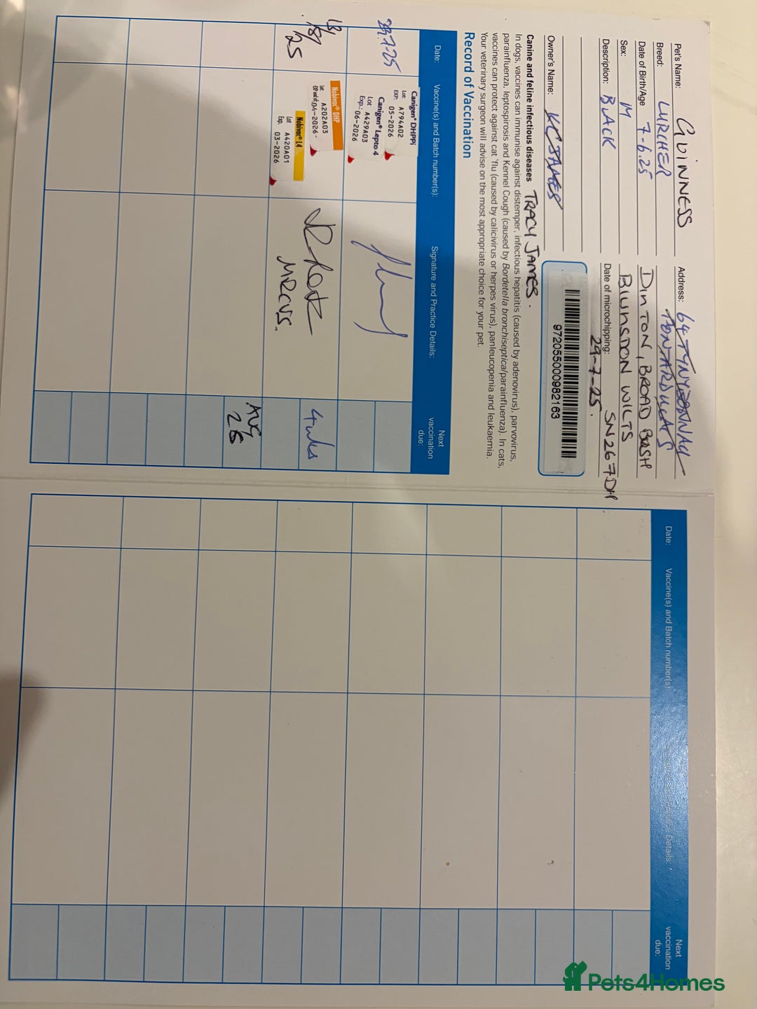 Mixed Breed dogs for sale: Whippet/ greyhound/ Bedlington/ greyhound  - Advert 2