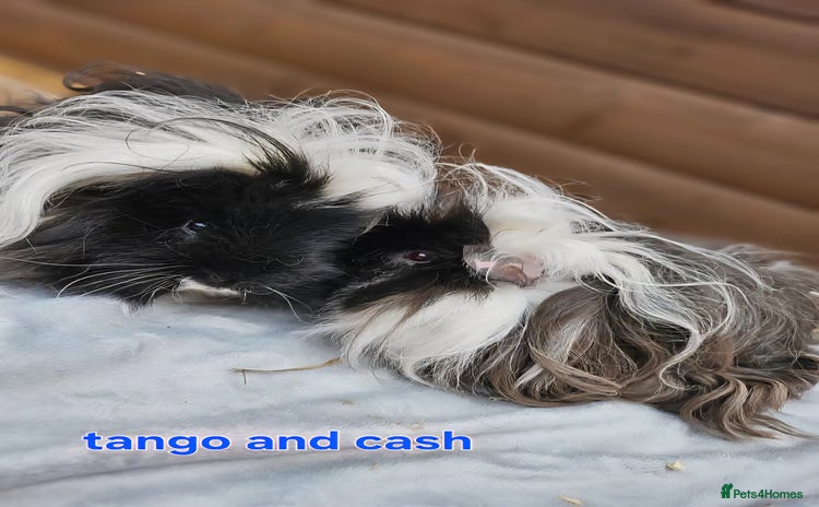 Guinea Pig rodents - Advert 18