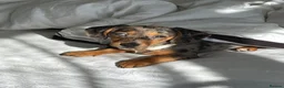 Jackshund dogs for sale: Bella, gorgeous jackhound - Advert 10