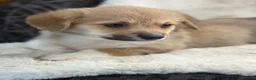Welsh Corgi Pembroke dogs for sale: Top quality corgis  - Advert 10