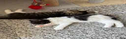 Mixed Breed cats for sale: RAGDOLL Mix stunning kittens!! - Advert 14