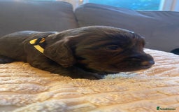 Cocker Spaniel dogs for sale: 10 Gorgeous KC Cocker Spaniel Puppies - Image 29