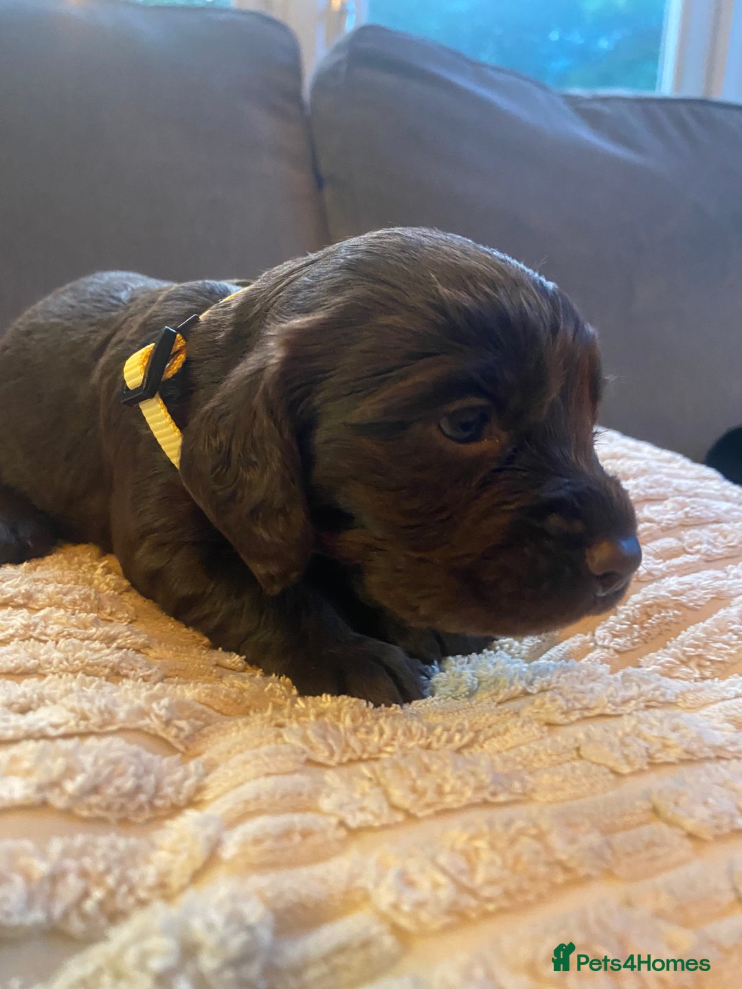 Cocker Spaniel dogs for sale: 10 Gorgeous KC Cocker Spaniel Puppies - Image 29