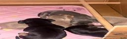 Miniature Dachshund dogs for sale: Beautiful Miniature Dachshund Puppies 🐾❤️ - Advert 34