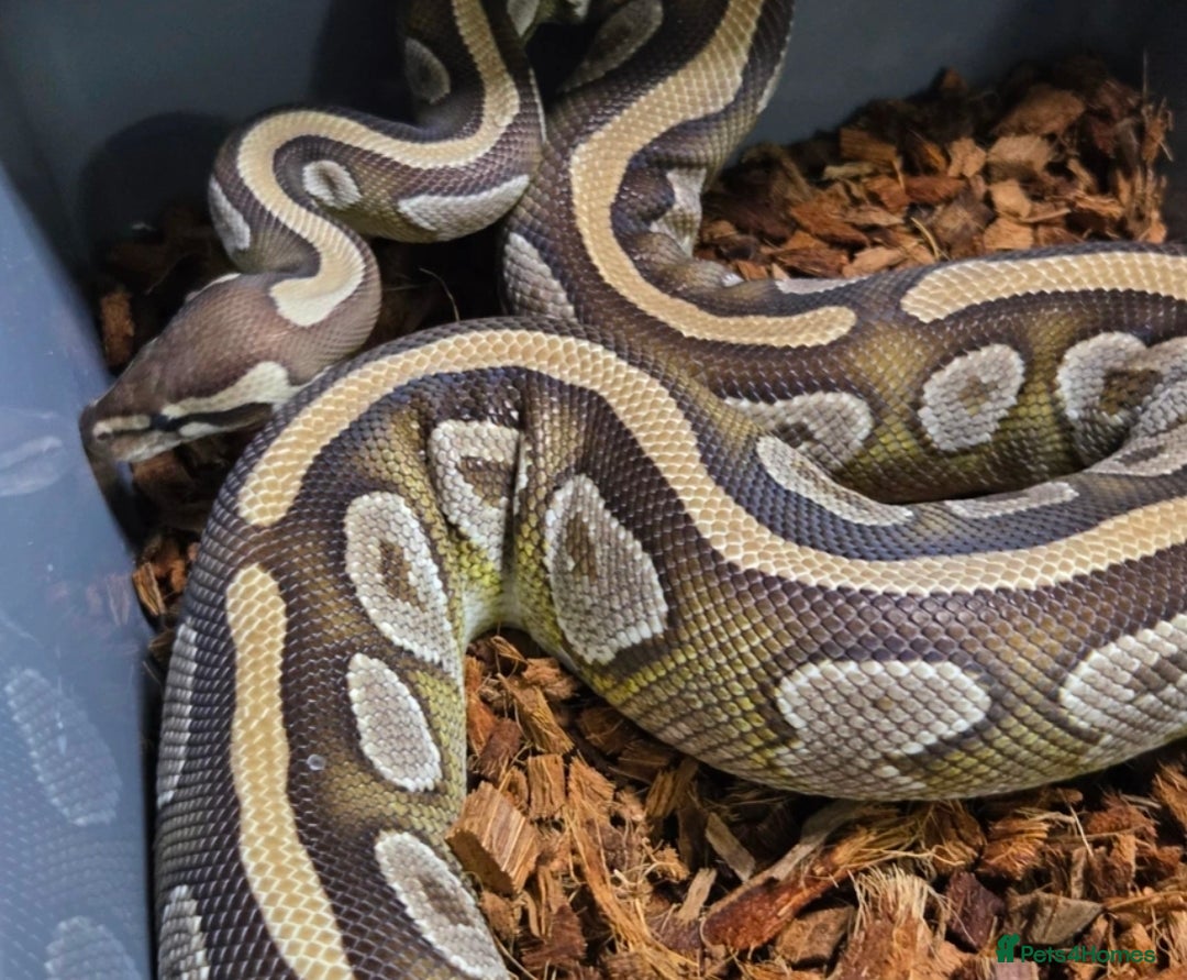Python Snake reptiles for sale: Multiple adult female royal python  - Advert 9