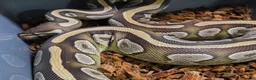 Python Snake reptiles for sale: Multiple adult female royal python  in Hartlepool - Advert 9