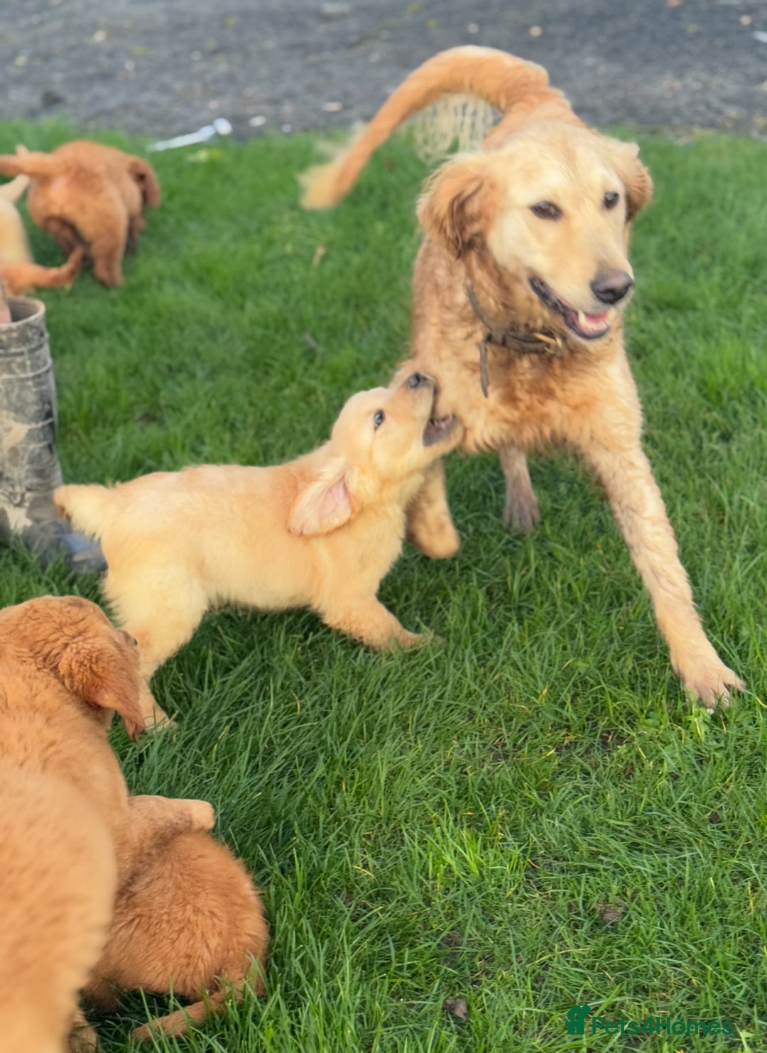 Golden Retriever dogs for sale: KC health checked outstanding temperaments  - Advert 10