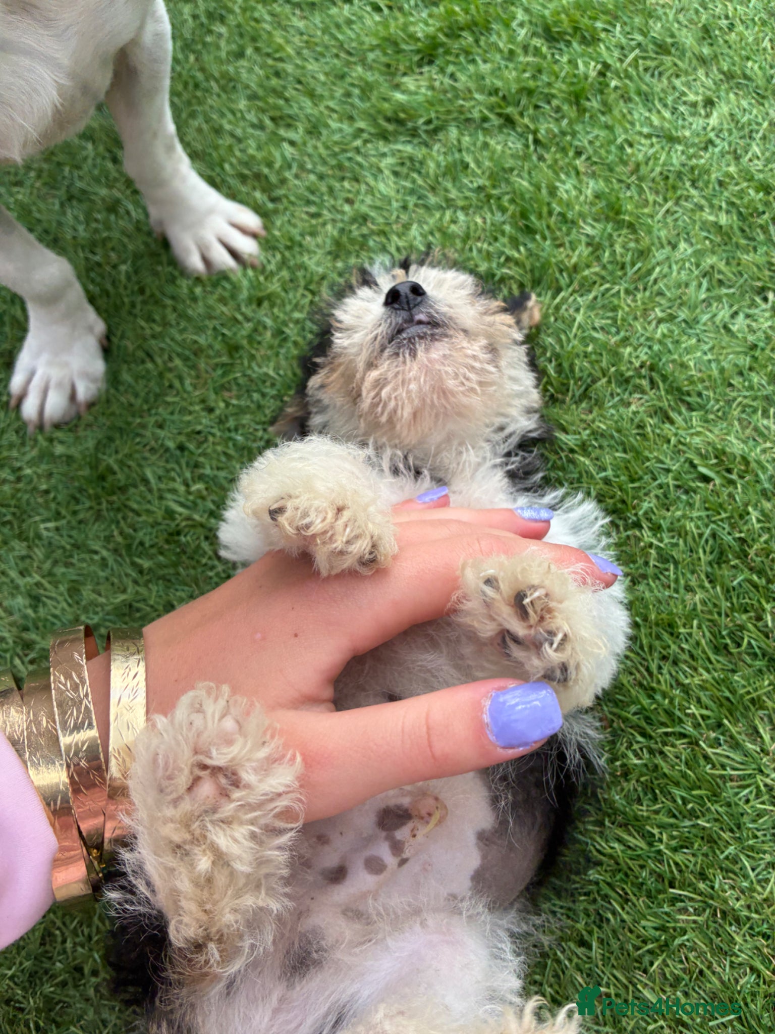 Mixed Breed dogs for sale: Jack Russell x Yorkshire Terrier  - Advert 3