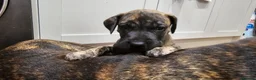 Great Dane dogs for sale: ONLY 1 LEFT Stunning Brindle Male Great Dane Pup - Advert 6