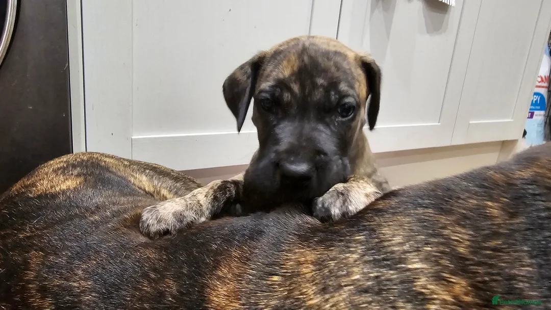 Great Dane dogs for sale: ONLY 1 LEFT Stunning Brindle Male Great Dane Pup - Advert 6