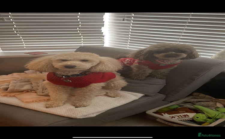 Toy Poodle dogs Toy poodles  - Advert 16